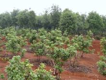 欧博abg - 官方网站登录入口